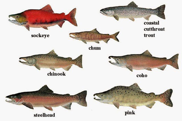 Nine types of fish with names